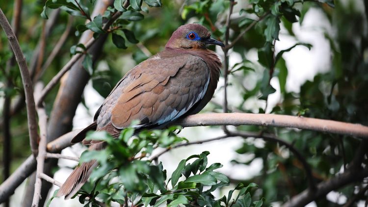 White-winged dove is usually, olive-brown above and fawn-pink below, with a black bill and red tarsi and feet.