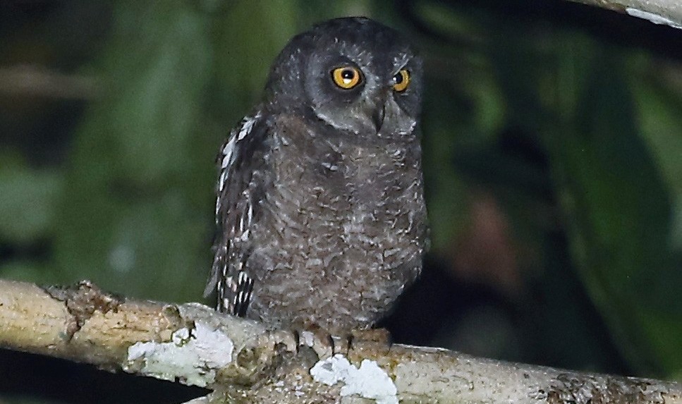 Biak Scops Owl medium-sized owl with prominent ear-tufts, lacking any trace of dark shaft-streaks but with a few fine streaks on forecrown.