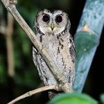 Collared Scops Owl is a medium-sized sandy-brown owl, spotted and mottled dark brown and black with relatively pointed wings and rather long.