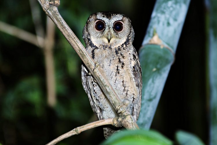 Collared Scops Owl is a medium-sized sandy-brown owl, spotted and mottled dark brown and black with relatively pointed wings and rather long.