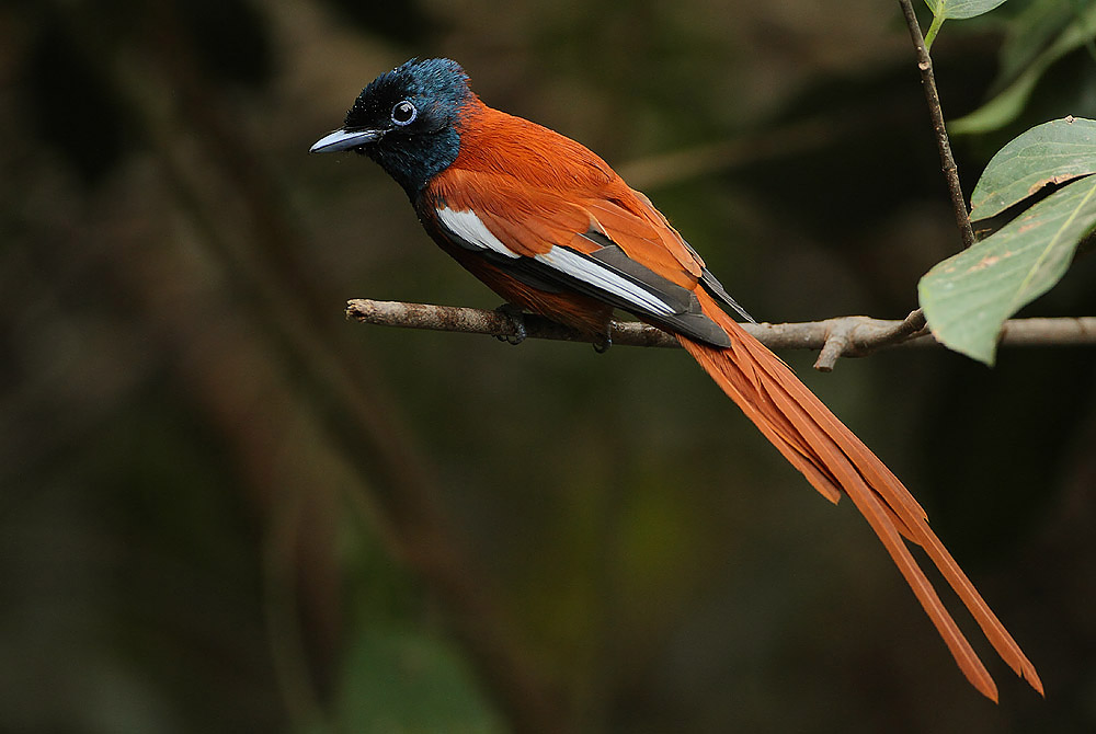 Paradise Flycatcher “Terpsiphone viridis” is common over the south and east of southern Africa, and also occurs more sparsely in parts of the western interior.