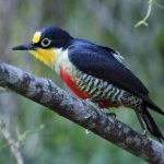 YELLOW-FRONTED WOODPECKER12
