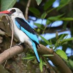 The Woodland Kingfisher is an intra-African migrant, present on its austral breeding grounds during the summer.