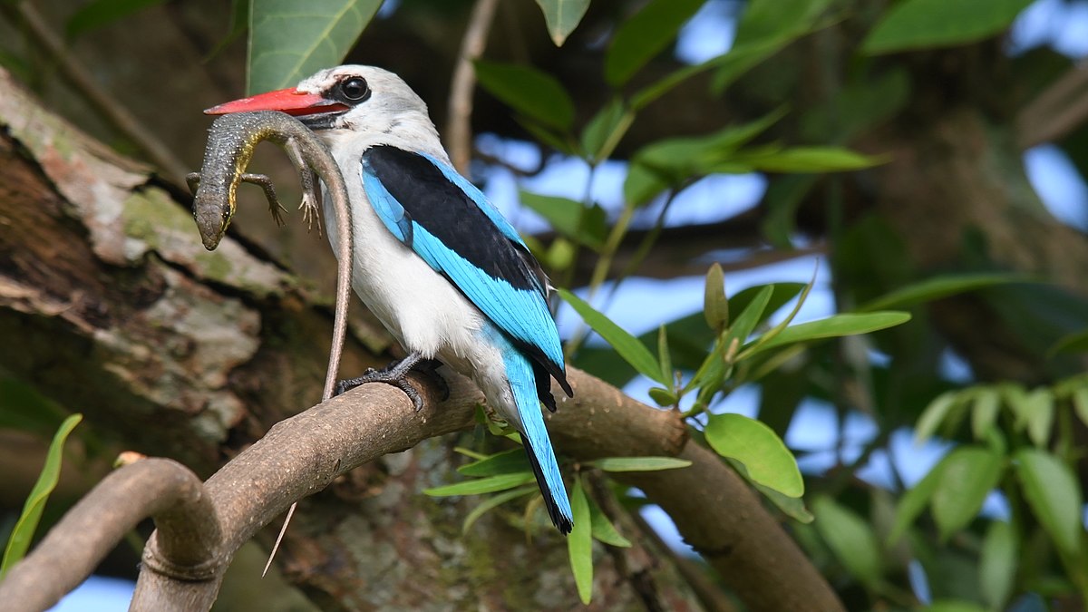 The Woodland Kingfisher is an intra-African migrant, present on its austral breeding grounds during the summer.
