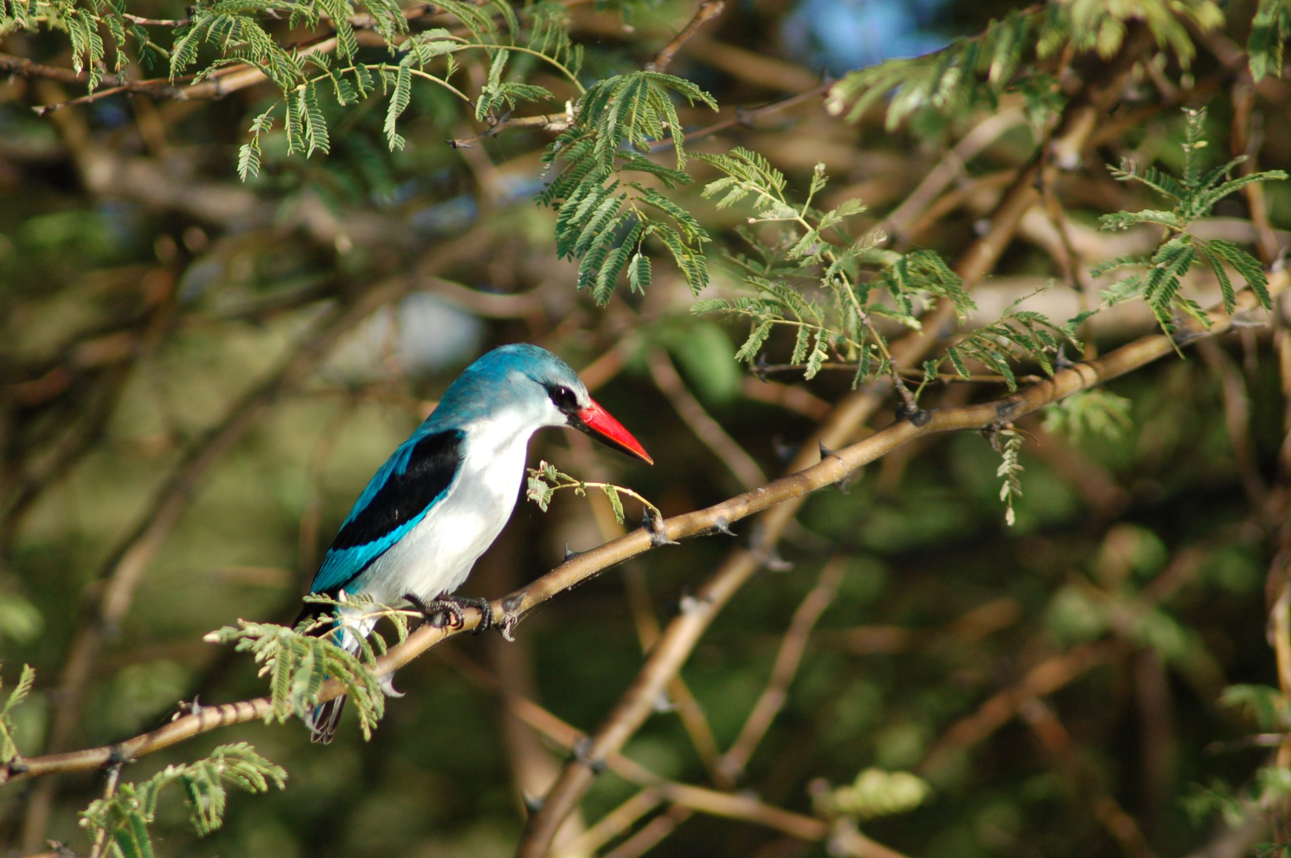 Halcyon senegalensis HD