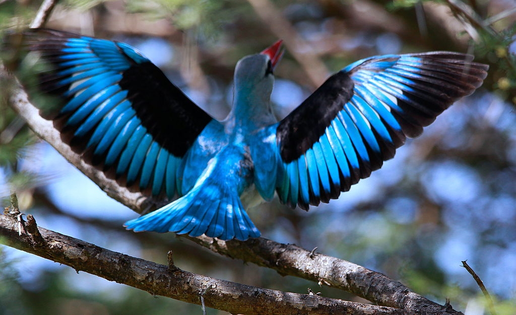 Woodland Kingfisher (Halcyon senegalensis)