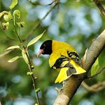 The Black-headed Oriole (Oriolus larvatus) occurs widely in woodlands from East Africa southwards.