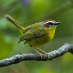 Rufous-capped warbler likes to stay in brushy scrub, semi-open areas with scattered bushes and weedy patches, woodland edge with brushy and weedy growth