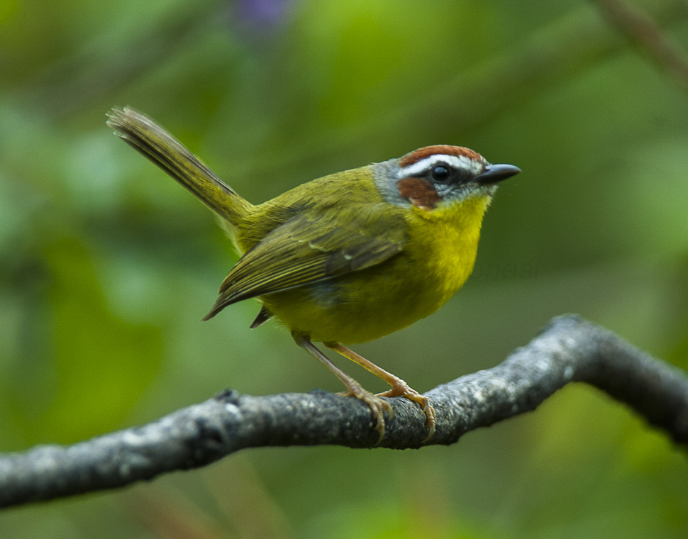 Rufous-capped warbler likes to stay in brushy scrub, semi-open areas with scattered bushes and weedy patches, woodland edge with brushy and weedy growth
