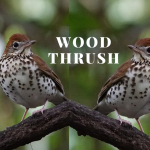 Wood thrush song has been observed to have one of the most hearts touching song in North American birds.