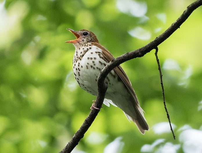 The sound of wood thrush male is to sing two notes at once, which gives its call an ethereal, flute-like quality.