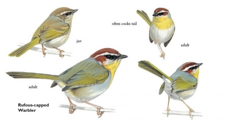 Rufous-capped warbler likes to stay in brushy scrub, semi-open areas with scattered bushes and weedy patches