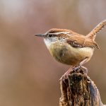 Carolina Wren's sedentary nature and territorial defense habits, the wren have a large repertoire of sounds, including loud repeated churrs, chatters, rattles, rasping, and a rising and falling cheer.