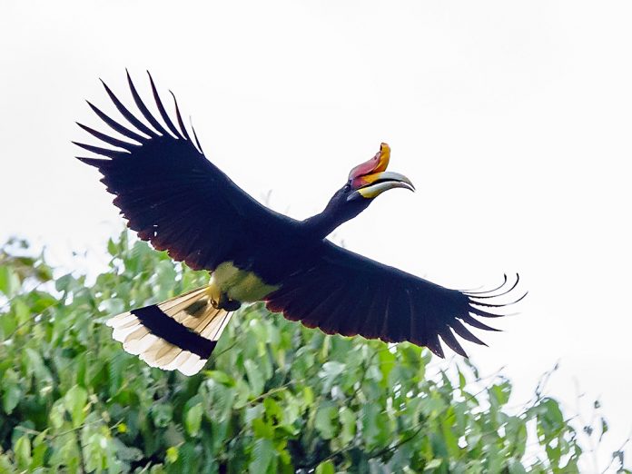 The Rhinoceros Hornbill Facts - The male bird distinguishes the deep forceful huk, huk, notes while the female blessed with hak hak notes.