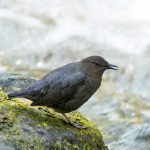The American dipper (Cinclus mexicanus), also known as a water ouzel, is a fascinating dark gray bird found in fast-flowing, boulder-strewn streams in Costa Rica's mountains and foothills.