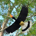 A rhinoceros hornbill can live up to 30 to 35 years. The colorful Rhinoceros Hornbill is a large species (80 to 90 cm) of forest Hornbill.