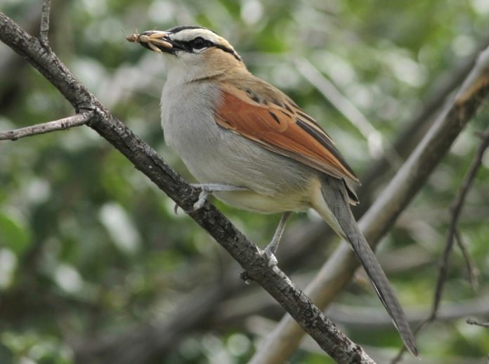 Black crowned Tchagra Black-crowned Tchagra