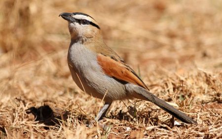 Southern Tchagra Nesting