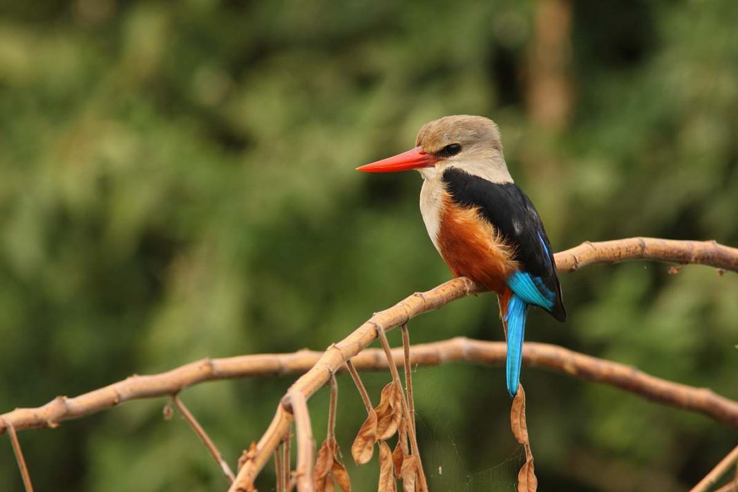 CORACIIFORMES - The Group Of Colorful Birds - Charismatic Planet