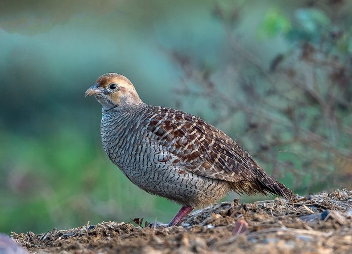 The grey francolin sound is a bit loud and repeated Kaa-tee-taar...tee-tarr, that is given by one or more birds, also known as teetar ki awaz