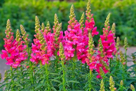 Snapdragon (Antirrhinum Majus) are perennials grown as half-hardy annuals. Flowers grow on spikes of varying heights, from six inches to four feet.