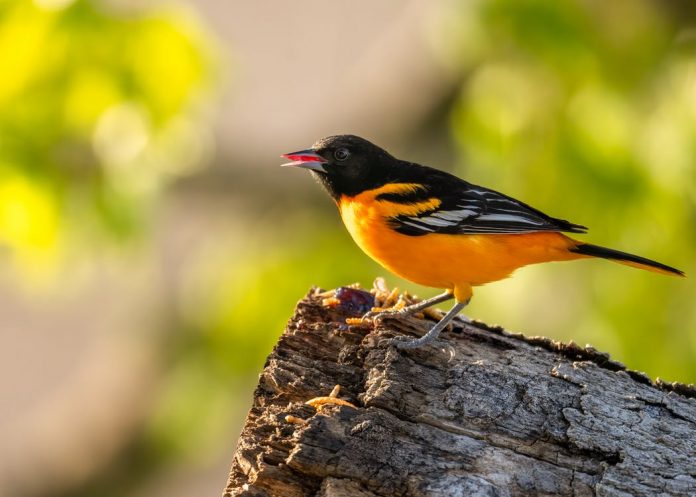Baltimore Oriole Song consists of a loud relaxing flutey whistle, with a buzzy, prominent quality, a similar sound in most of the eastern United States.
