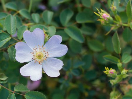 Rosa Canina is wild. Did you ever think about the fact that most roses in our gardens have amply of petals?