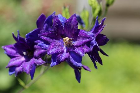 Larkspur - A Delicate Long Lasting Cut Flower - If you love delphiniums but don’t have the patience it takes to grow them, these hardy annuals may cheer you up.