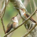 Glow-throated hummingbirds facts