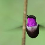 The tiny Purple-throated Woodstar (Calliphlox mitchellii) is a species of hummingbird, actually fly like bumblebees, and one of the four Calliphlox species, the woodstars.