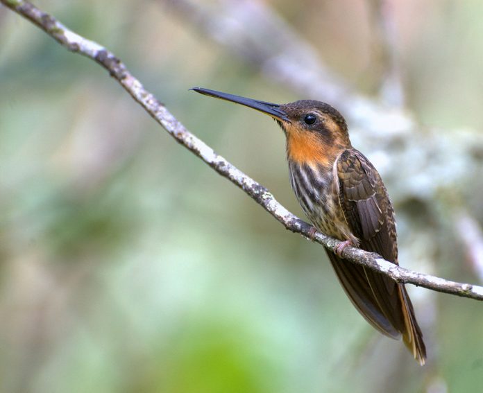 Saw-billed Hermit (Ramphodon naevius)