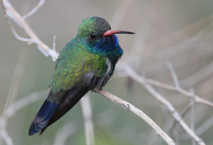 This hummingbird has a chattering that sounds like a quick chi-dit. The call can be heard while perching or in flight.