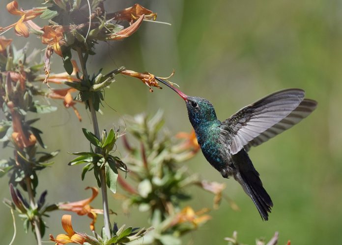 Broad-billed hummingbird is diurnal bird displays sexual dimorphism, glitteringly iridescent is no broader than many its close relatives.