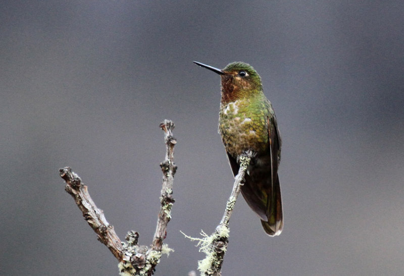 A hardy species, this hummingbird continues to feed actively in weather conditions bad enough to drive other local hummingbirds to more sheltered spots.