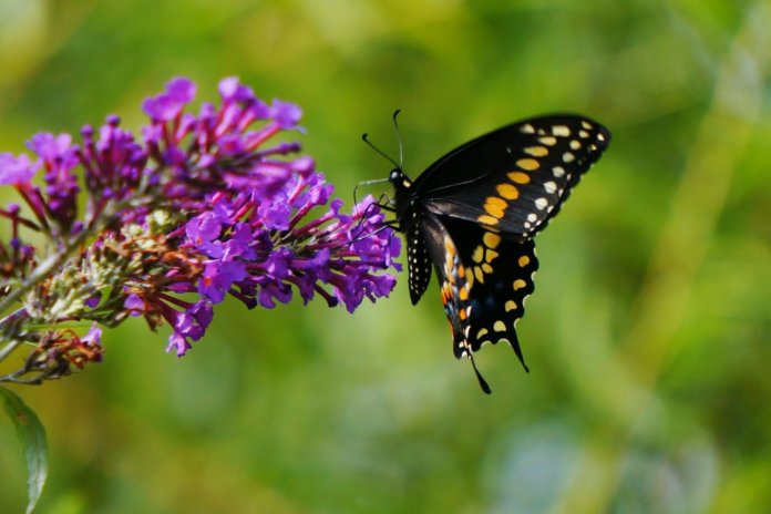 The flowers need to be rich in nectar and also attractive to butterflies in the Butterfly Garden.