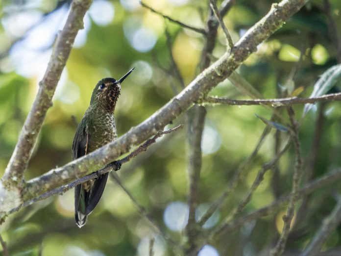 The Bronzy and Greenish Neblina Metaltail (Metallura odomae) is a species of Scarce high Andean hummingbird in the family Trochilidae.