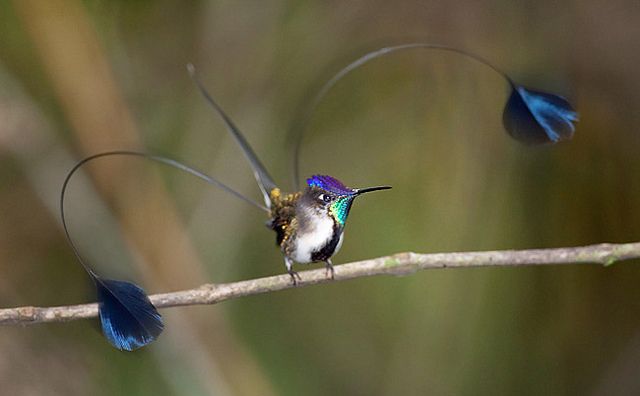 In 1835, this hummingbird was first reported by Andrew Mathews for George Loddiges. Occurring only in northern Peru,