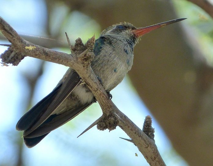 Females are similar to the closely related Chlorostilbon emeralds, with gray underparts, pale belly, prominent white eye stripes face markings, and white tips on the outer tail feathers.