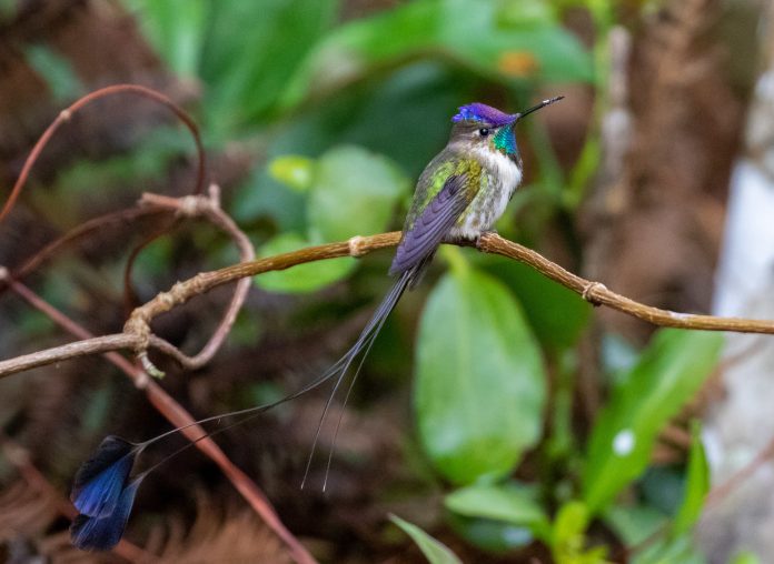 The Marvelous spatuletail (Loddigesia mirabilis) is a unique, and remarkable hummingbird, that is named for the male’s unusual tail.