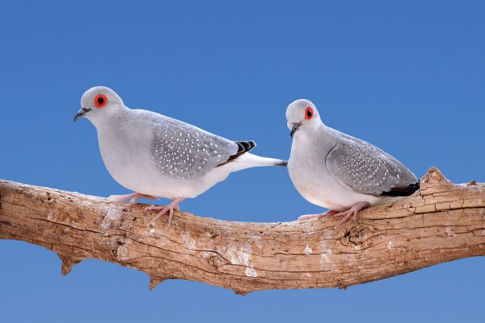 Dove diamond is the smallest member of pigeon family, widely distributed in Australia, a bird of semi-arid, and arid zone near the water area