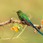 The long-tailed sylph (Aglaiocercus kingii) is an imposing creation of God. It is a most widespread member of the genus Aglaiocercus. A lovely long tail adding beauty to a species of hummingbird in the family Trochilidae.