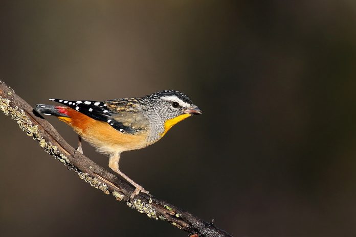 Out of breeding, Spotted Pardalotes gather in loose feeding flocks of 10 to 20, or even 100 or so individuals, to forage nomadically.