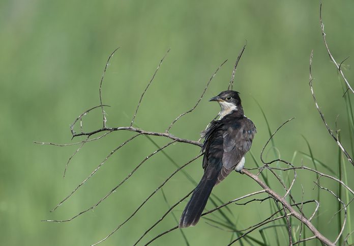 Jacobin Cuckoo habitat mainly in open woodland, dry scrub, and thorny area. It is observed that this bird avoiding areas of dense forest or harsh dry environments.