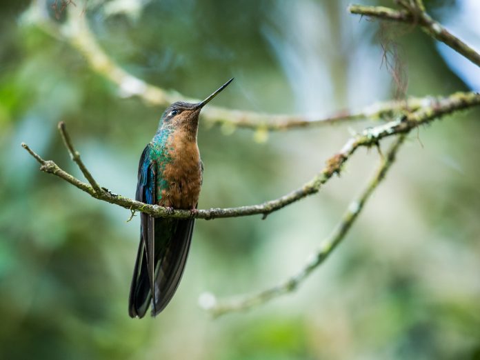 The great sapphirewing (Pterophanes cyanopterus) is a species of a large, broad-tailed hummingbird in the family Trochilidae.