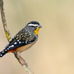 The Spotted pardalote is the tiniest of the pardalotes and frequents denser, wetter eucalypt forests around temperate southern Australia