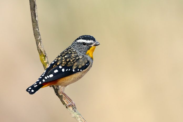 The Spotted pardalote is the tiniest of the pardalotes and frequents denser, wetter eucalypt forests around temperate southern Australia
