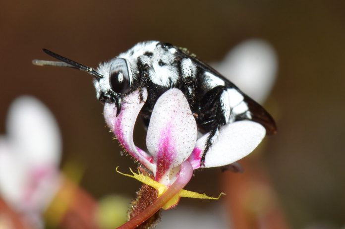 As a cuckoo bee, this species does not collect pollen for its young but relies on the provisions gathered by its host.