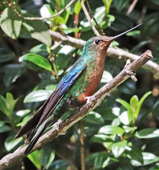 while the smaller female is greenish above with cinnamon underparts and has reduced blue iridescence in the wings and a light orange throat, breast, belly, and little upturned bill.