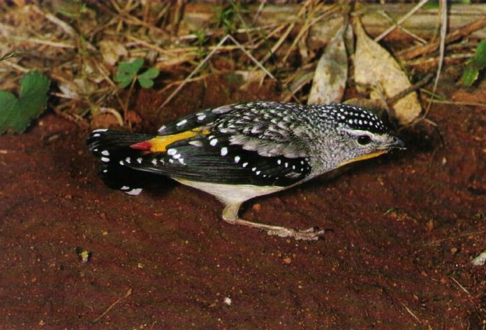 Spotted pardalote (Pardalotus punctatus) is one of most colorful and smallest birds in Australia, just 3.1 to 3.9in length & weighing 6 grams