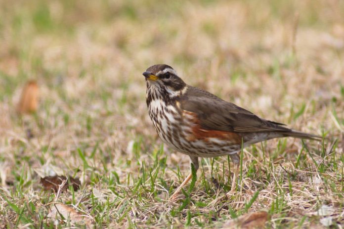 The British redwing ‘’Turdus iliacus” is a winter bird, and only very few pairs nest in the UK. The British breeding population of redwing is usually confined to northern Scotland, where nesting was first recorded in 1925. 